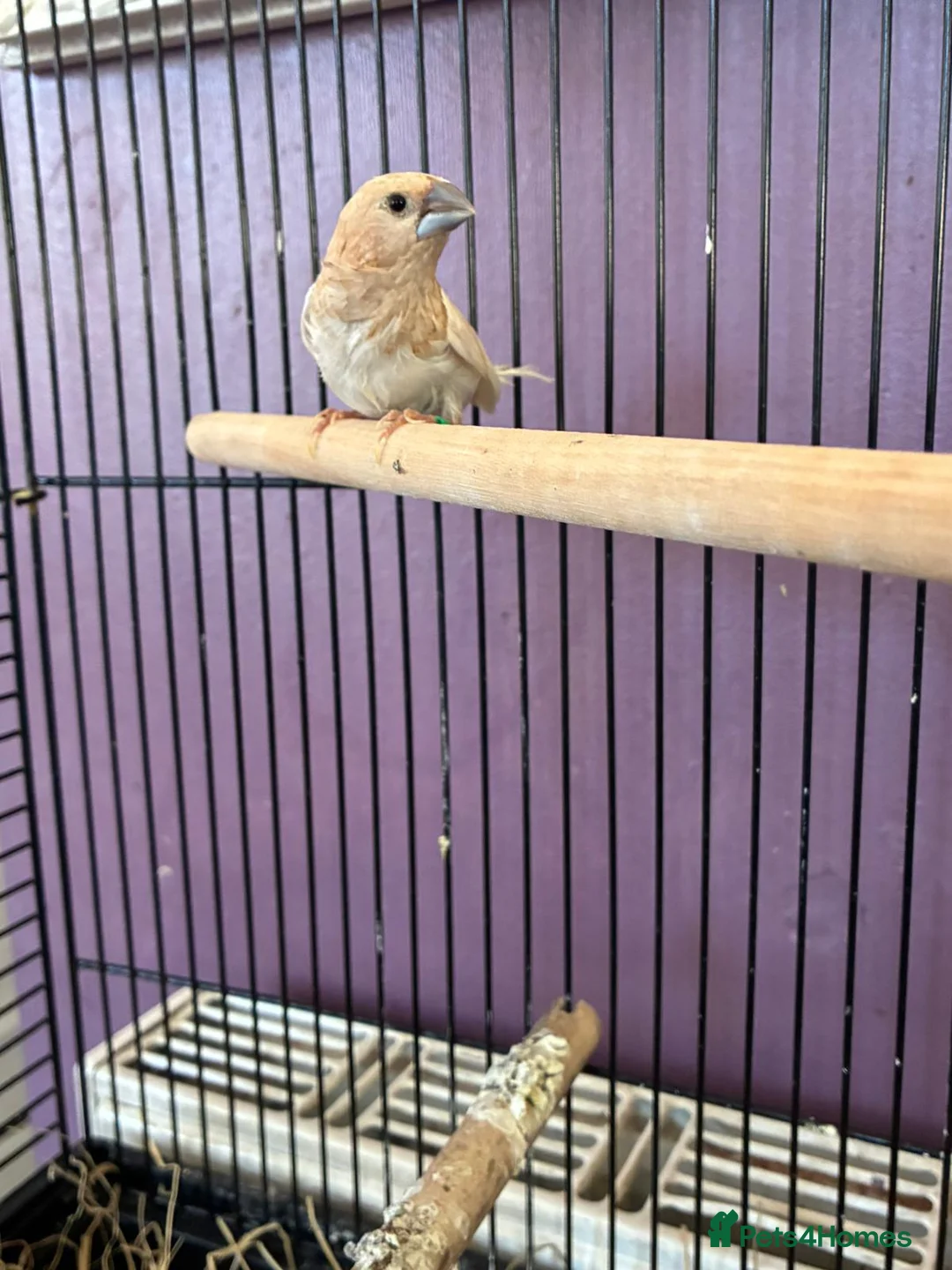 Finches birds for sale: Breeding pair finches  in Bolton - Advert 2