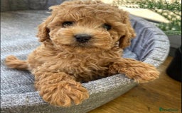 Toy Poodle dogs for sale: Purebred Toy Poodles Puppies Loving Homes! - Image 5