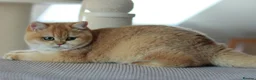 British Shorthair cats for sale: 🔥BRITISHSHORT HAIR KITTENS AND SCOTTISH FOLD 🔥 - Advert 13