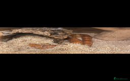Corn Snake reptiles for sale: Lovely Corn Snake - Image 5