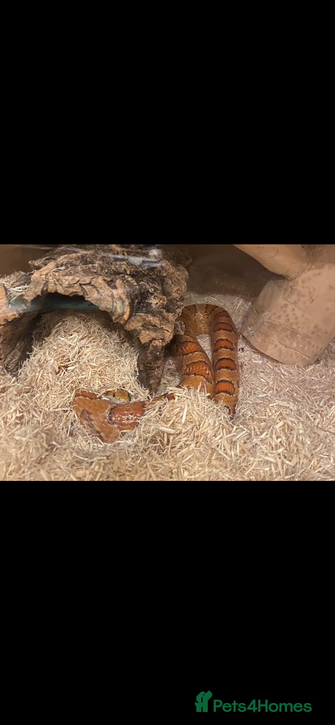 Corn Snake reptiles for sale: Lovely Corn Snake - Image 5
