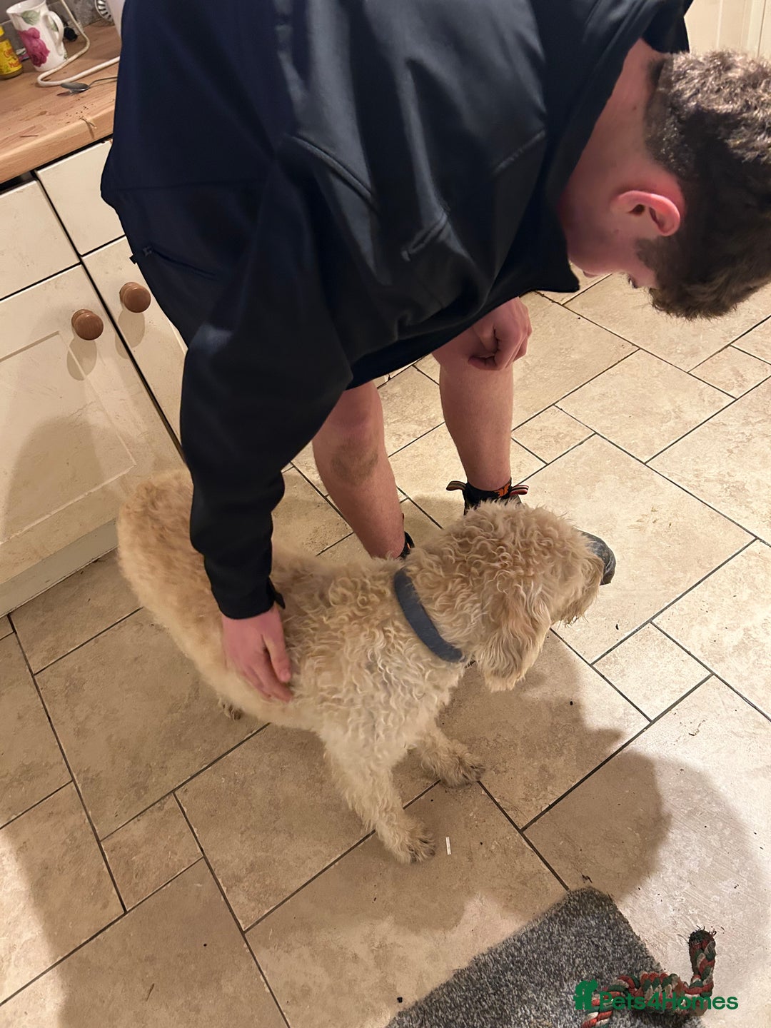 Mixed Breed dogs for sale: Cavapoo Puppies - Advert 8