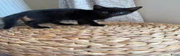 Mixed Breed cats for sale: Playful loving kittens x3  in Walsall - Advert 5