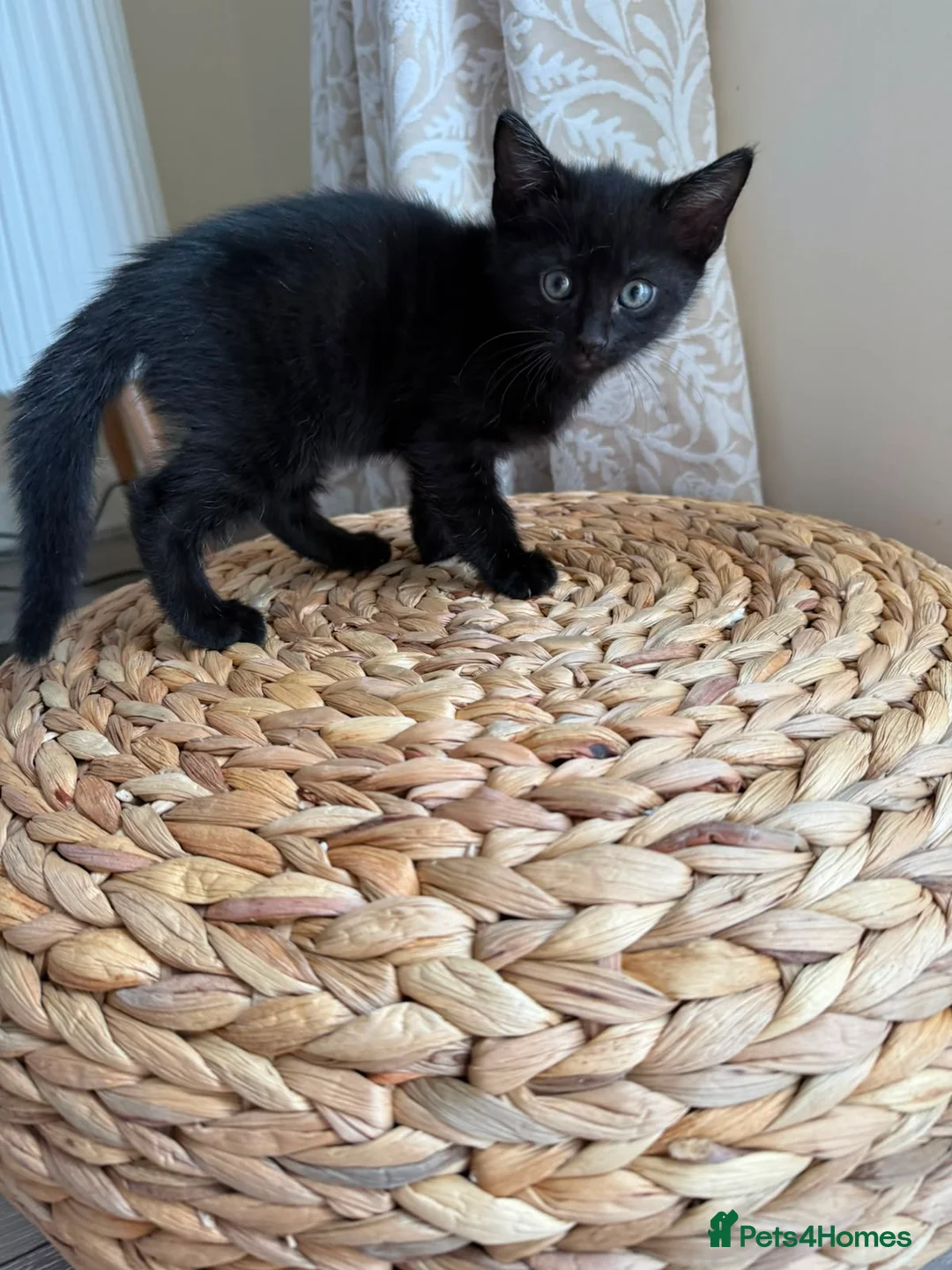 Mixed Breed cats for sale: Playful loving kittens x3  in Walsall - Advert 5