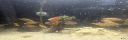 Cichlids fish for sale: African Cichlids Young for sale  in Liverpool - Advert 7