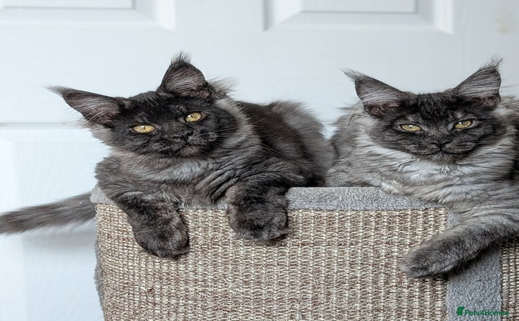 Maine Coon cats - Advert 2