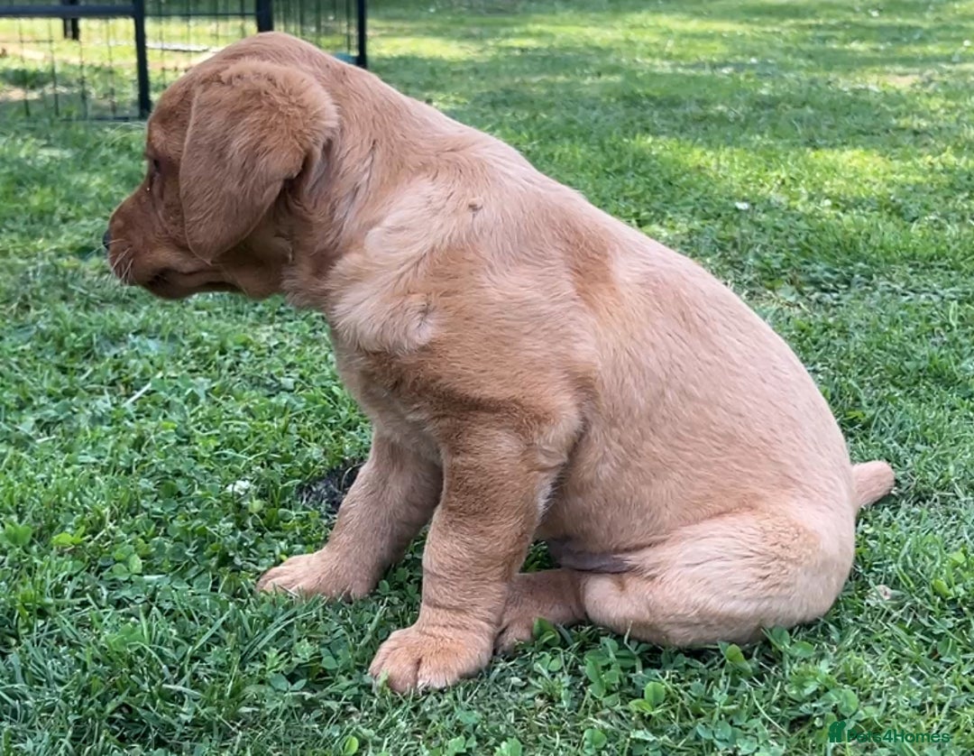 Labrador Retriever dogs for sale: Drakeshead Labrador Retriever  - Image 3