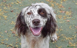 English Setter dogs for adoption: Kira  - Image 1