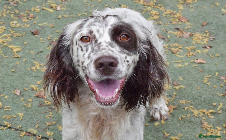 English Setter dogs - Advert 1