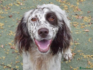 English Setter dogs - Advert 6