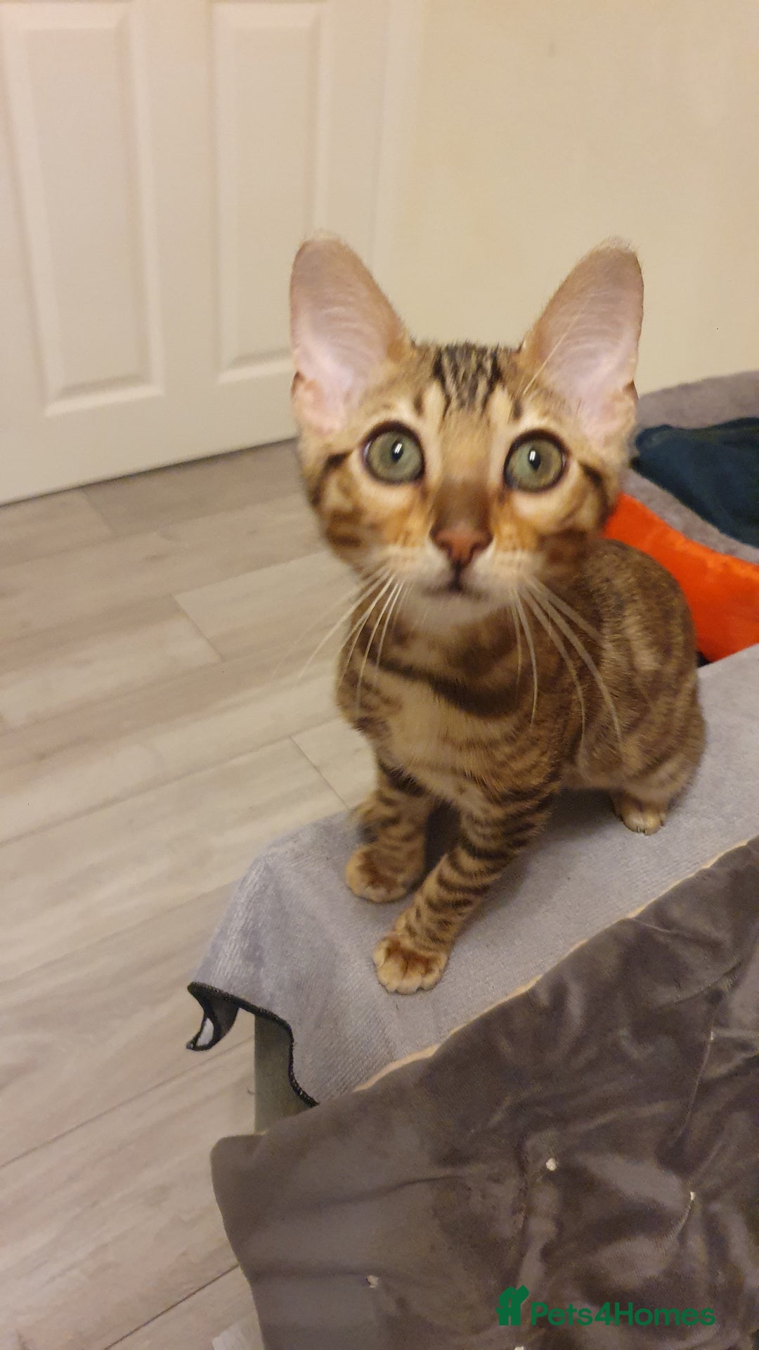 Bengal cats for sale: Beautiful Bengal kittens - Advert 3