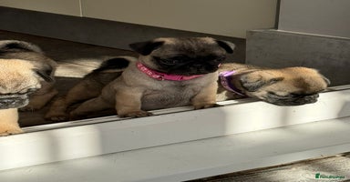 Pug dogs - Advert 12