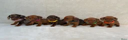 Miniature Dachshund dogs for sale: Dachshund puppies 3 boys 3 girls KC registered - Advert 7
