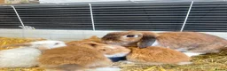 Mini Lop rabbits for sale: 5 mini lop babies looking for their forever home - Advert 9