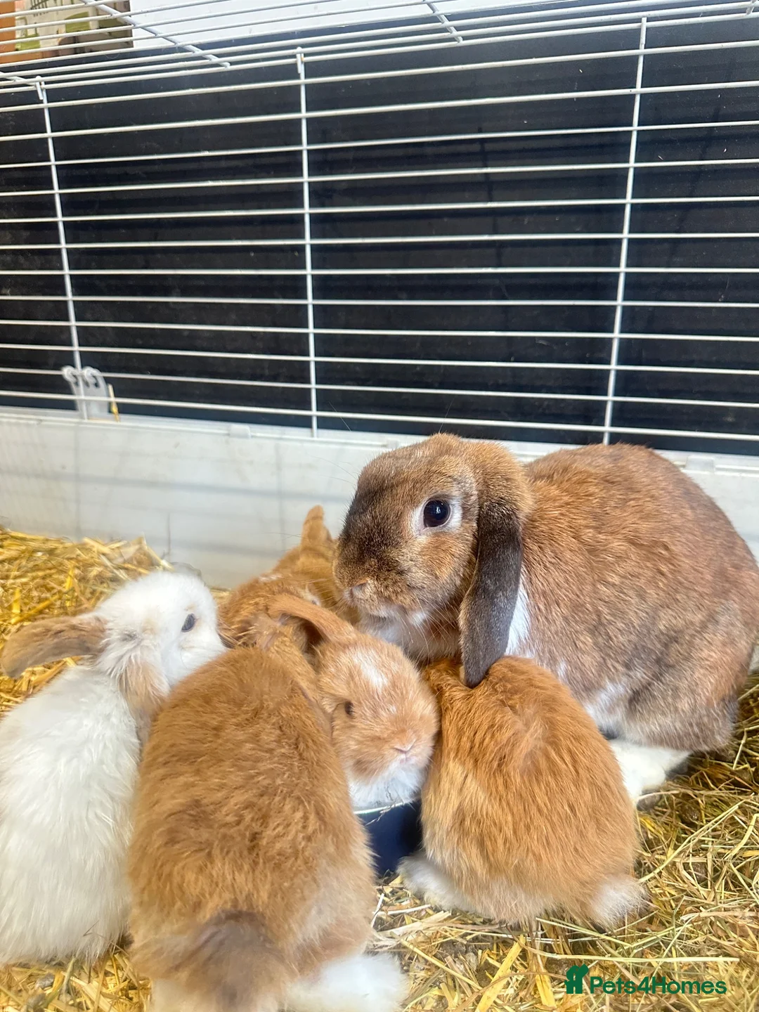 Mini Lop rabbits for sale: 5 mini lop babies looking for their forever home - Advert 9