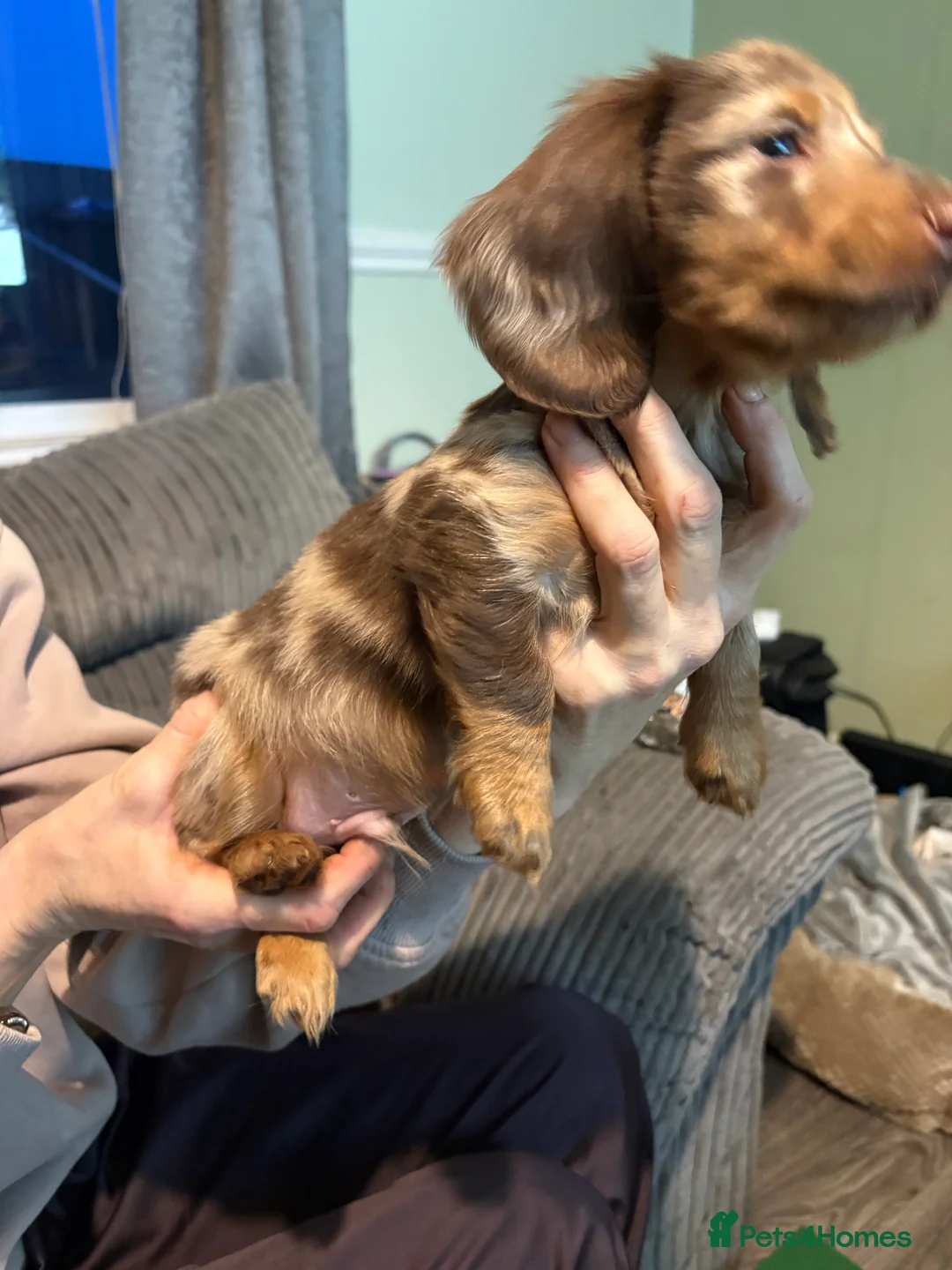 Dachshund dogs for sale: Long haired girl and left  - Advert 3