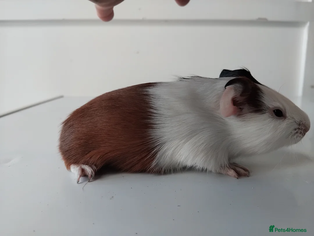 Guinea Pig rodents for sale: Tort and Whites, Self Chocolate Boar and Sow  - Advert 8