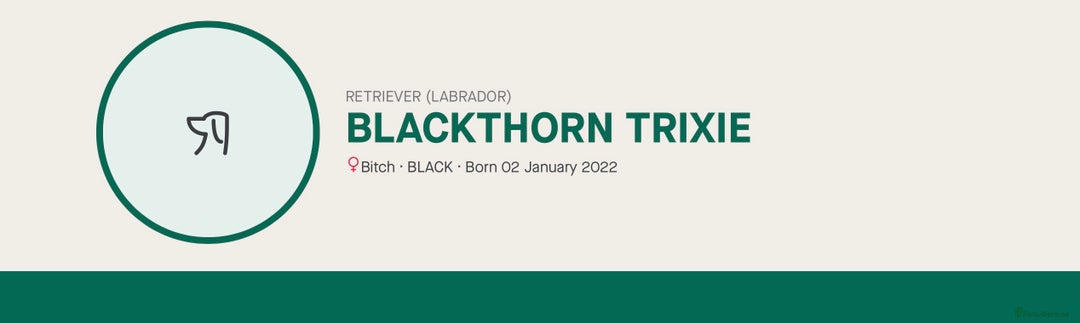 Labrador Retriever dogs for sale: Black Labrador Puppies - Advert 15