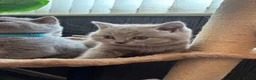 British Shorthair cats for sale: British shorthaired male kittens  in Wolverhampton - Advert 9