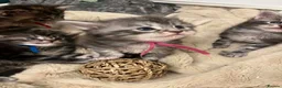 Maine Coon cats for sale: **PURE Maine Coon Kittens** 2 Boys / 4 Girls - Advert 24