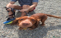 Cocker Spaniel dogs for stud: Working cocker for stud in Darlington - Image 4