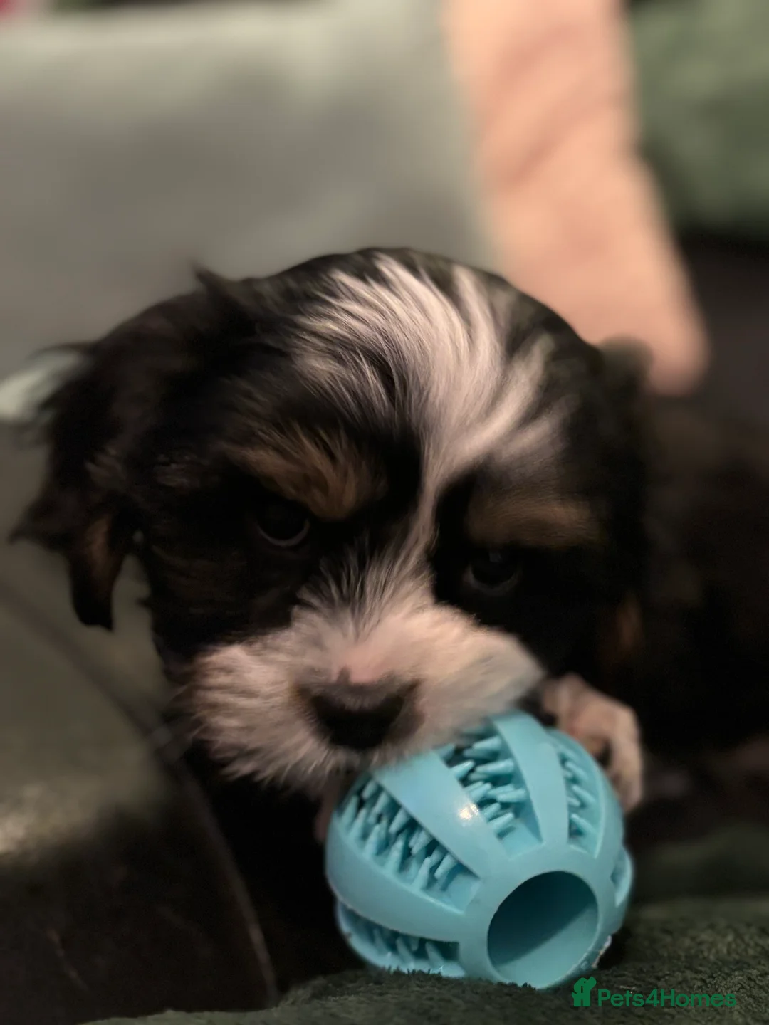 Mixed Breed dogs for sale: Now good to go . - Advert 3