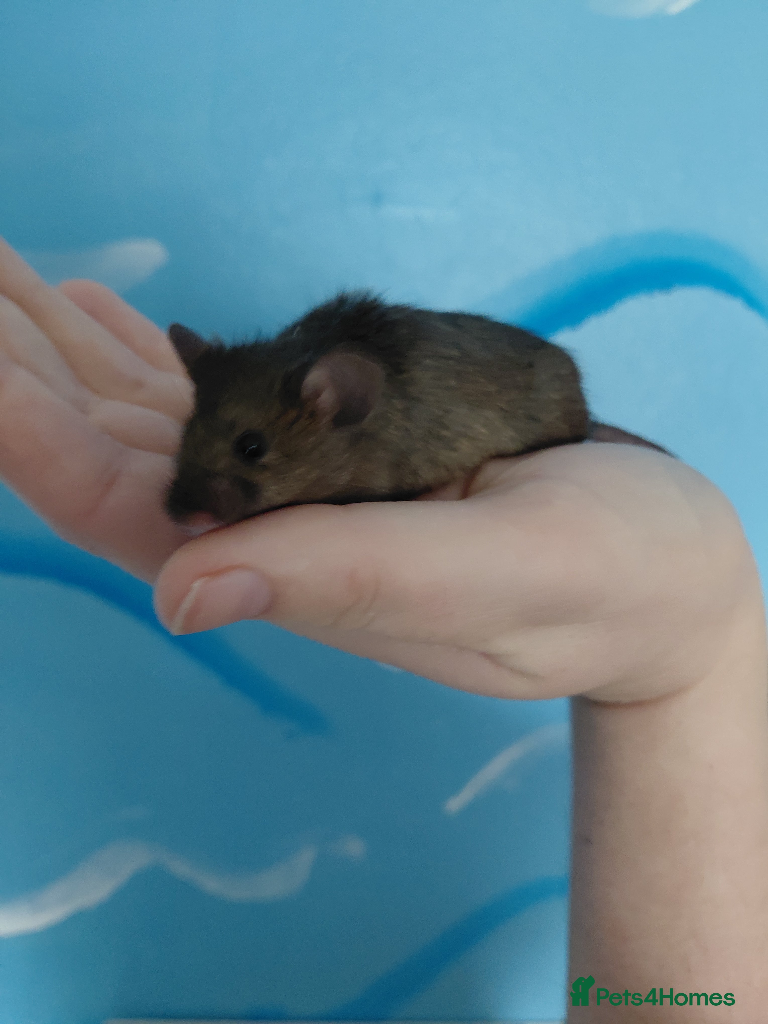 Mouse rodents Gorgeous brown mouse - Advert 1