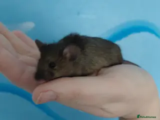 Mouse rodents Gorgeous brown mouse - Advert 1