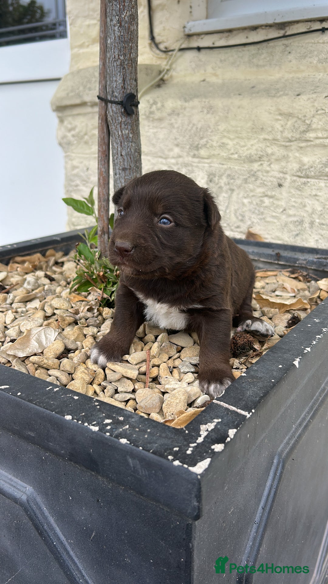 Borador dogs for sale: Borador Puppies  - Image 2