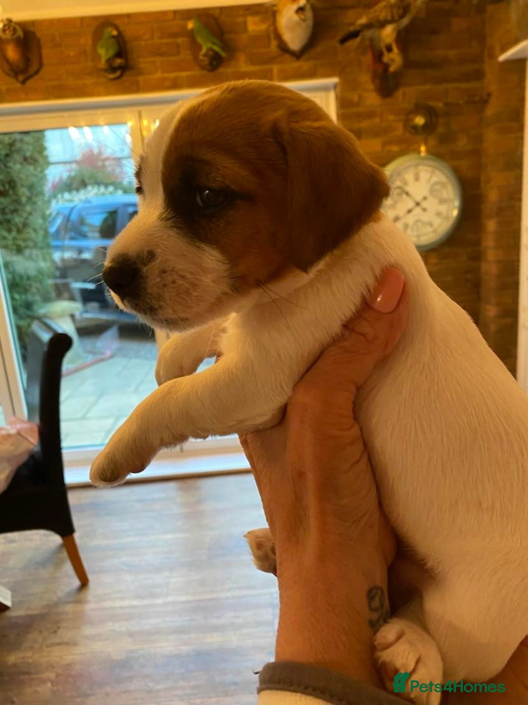 Jack Russell dogs for stud: Superb Quality Jack Russell at stud K.C Reg in Attleborough - Advert 8