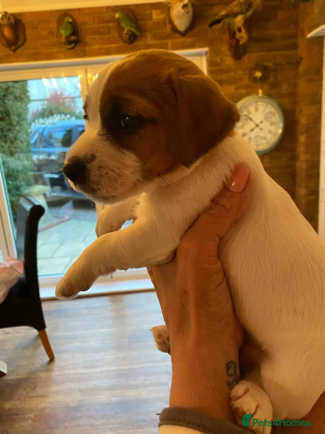 Jack Russell dogs for stud: Superb Quality Jack Russell at stud K.C Reg in Attleborough - Advert 8