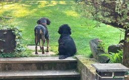 Mixed Breed dogs for adoption: Gypsy a hidden gem is looking for her forever home - Image 13