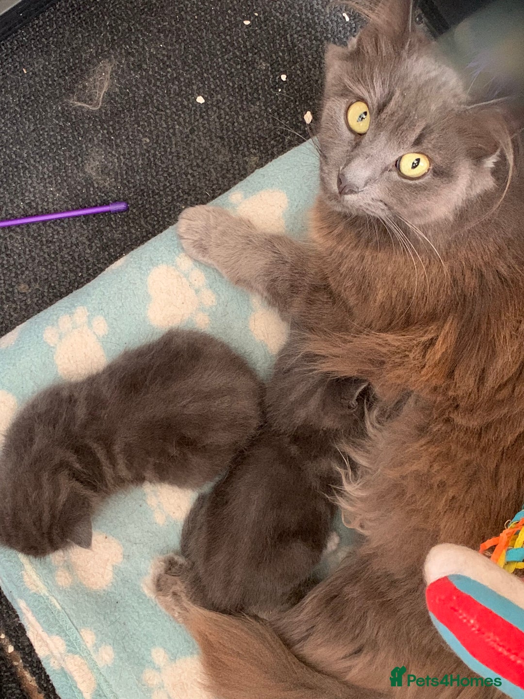 Mixed Breed cats for sale: Beautiful Blue Boys - Image 3
