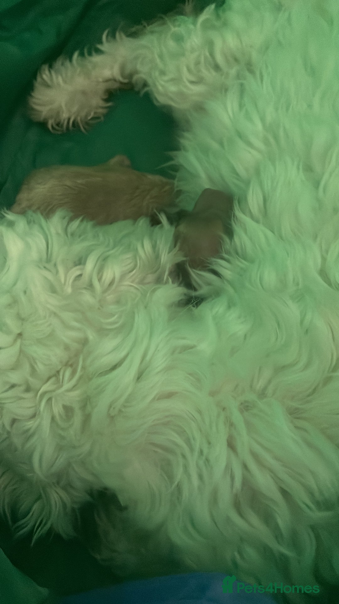 Maltipoo dogs for sale: Stunning Maltipoo Teddy Bear 🧸  - Advert 5