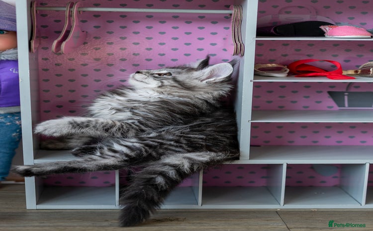 Maine Coon cats - Advert 6
