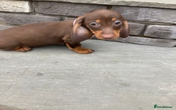Dachshund dogs for sale: Full bread miniature dachshund  - Image 7