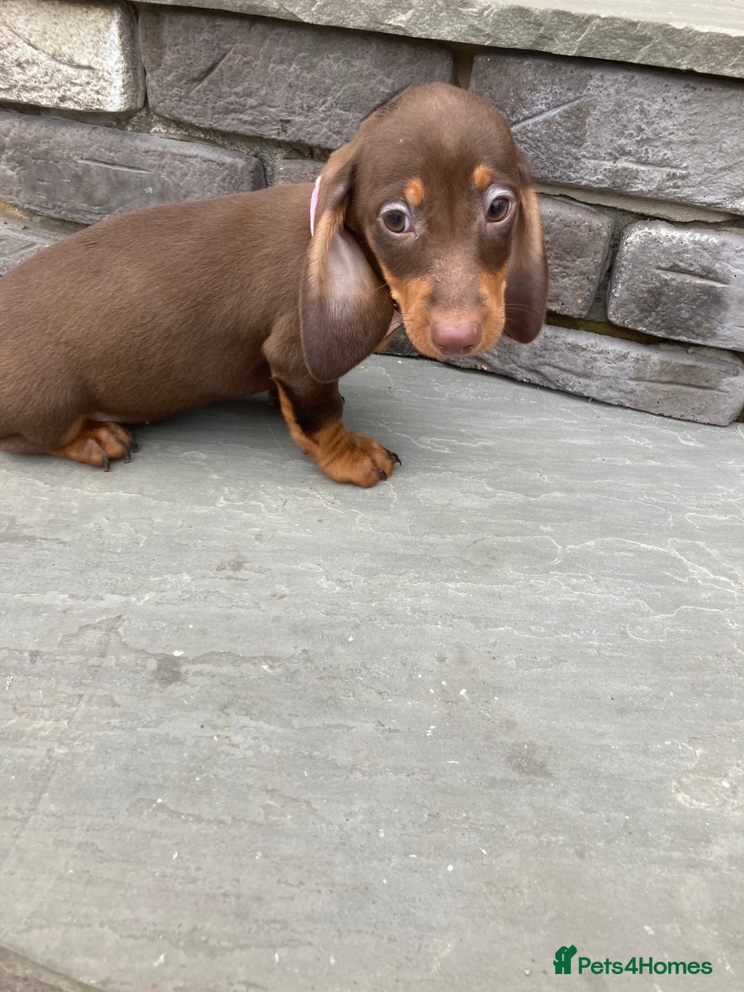 Dachshund dogs for sale: Full bread miniature dachshund  - Image 7
