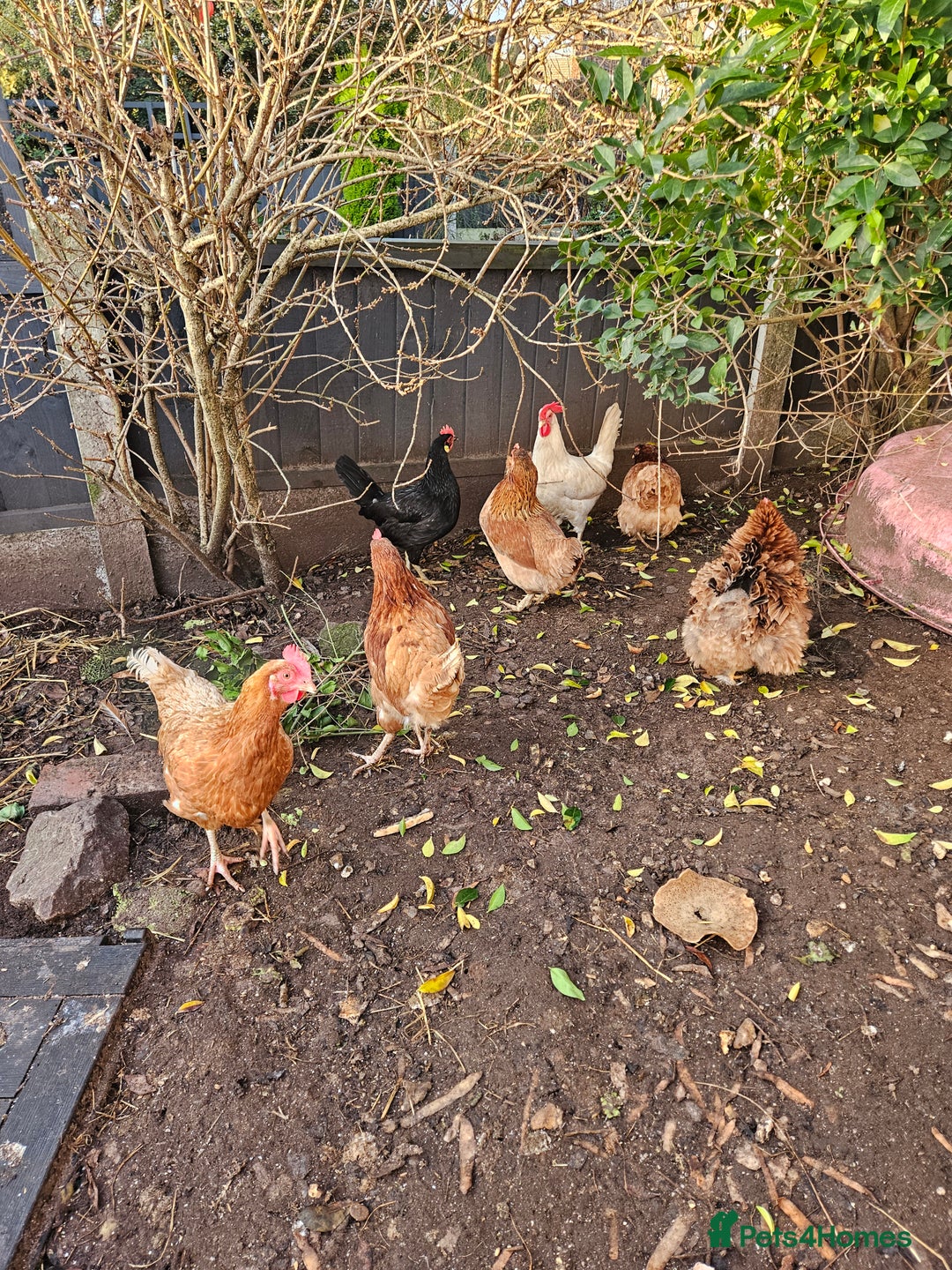 Chickens poultry for sale: 11 hens 1 cockrel  - Advert 12