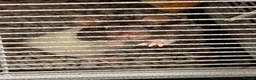 Rat rodents for sale: 3 female rats in Manchester - Advert 5