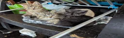 British Shorthair cats for sale: British Shorthair Kittens  - Advert 3