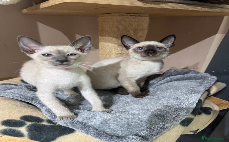 Siamese cats - Advert 2