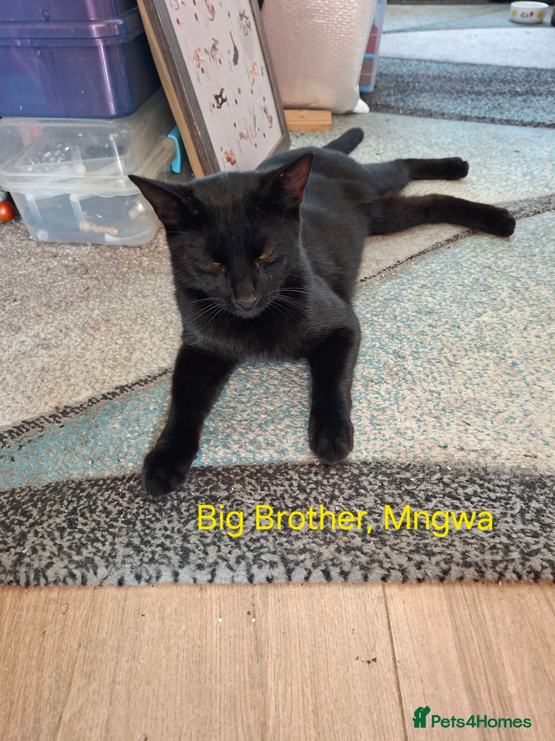 Mixed Breed cats for sale: Calling all witches and black cat lovers! - Image 11
