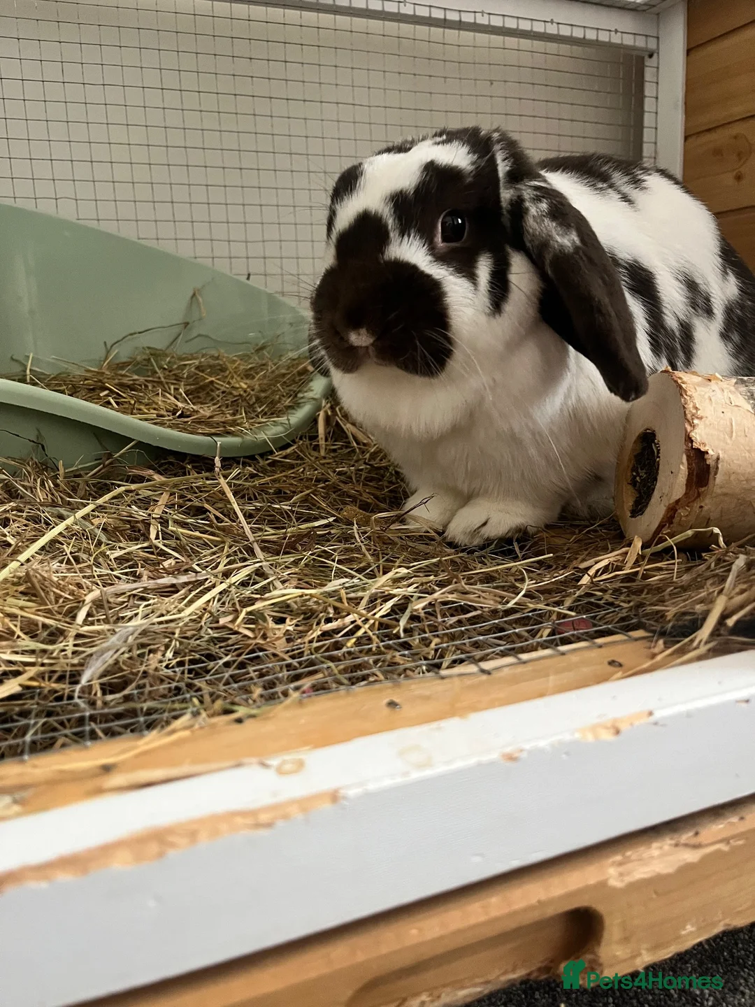 Mini Lop rabbits for sale: ready to leave now!!! in Rotherham - Advert 1