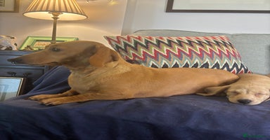Miniature Dachshund dogs - Advert 4
