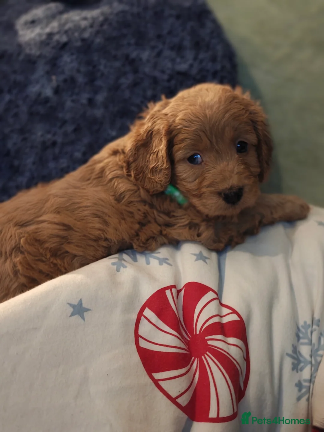 Cockapoo dogs for sale: Cockapoo - Advert 4