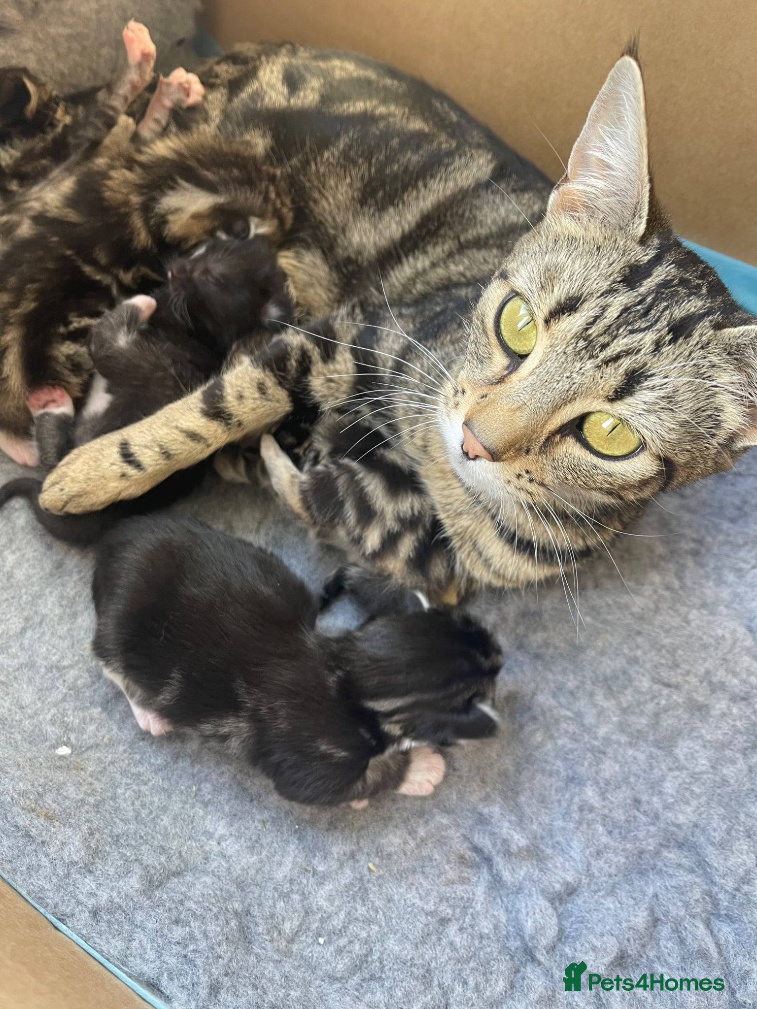 Mixed Breed cats Gorgeous Tabby and white kittens - Advert 7