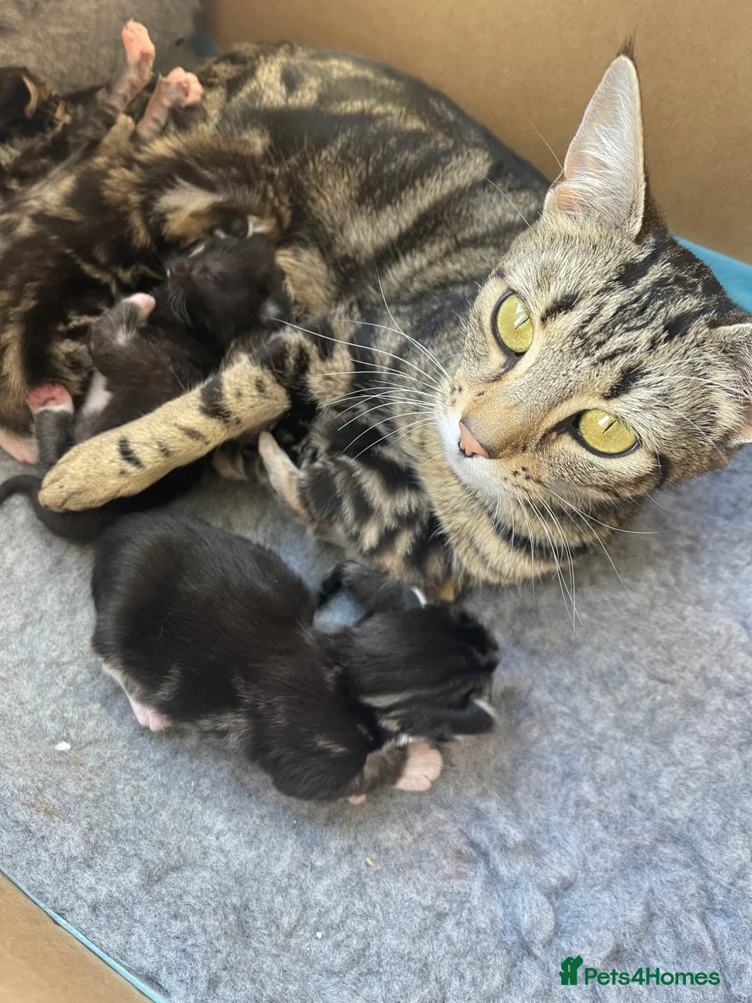 Mixed Breed cats for sale: Gorgeous Tabby and white kittens - Advert 1