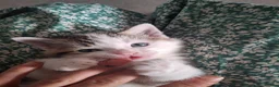 Mixed Breed cats for sale: 2 male kittens 1 female kitten - Advert 8