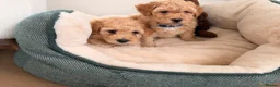 Poochon dogs for sale: ✨ Poochon Puppies  ✨ - Advert 4