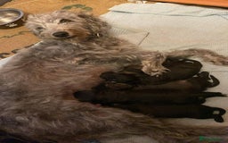Mixed Breed dogs for sale: Bedlington Terrier X Whippet Puppies ⭐️ - Image 23